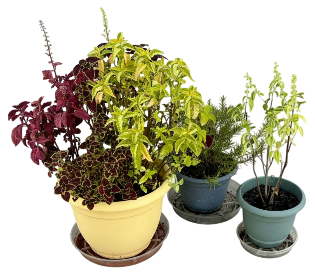 Songs for the Month of November 2025